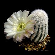Cob Kaktusas baltas augalas