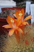 Matucana апельсин Өсімдіктер
