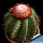 рожевий Домашні рослини Мелокактус (Melocactus) фото