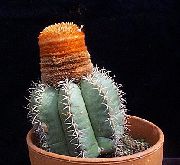 Мелокактус Мелокактус - Melocactus melocactoides