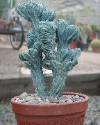 vit Krukväxter Blått Ljus, Blåbär Kaktus (Myrtillocactus) foto