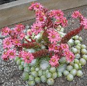 рожевий Домашні рослини Молодило (Кам'яна Троянда) (Sempervivum) фото