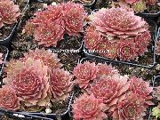 ružičasta Sobne biljke Kuća Poriluk (Sempervivum) foto