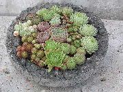 ružičasta Sobne biljke Kuća Poriluk (Sempervivum) foto