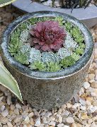 ružičasta Sobne biljke Kuća Poriluk (Sempervivum) foto