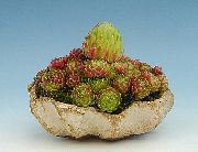 ružičasta Sobne biljke Kuća Poriluk (Sempervivum) foto