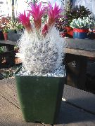 Неопортерия Неопортерия - Neoporteria senilis
