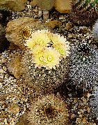 jaune Plantes d'intérieur Neoporteria  photo