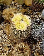 Неопортерия Неопортерия - Neoporteria curvispina - Globular