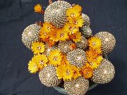 Sulcorebutia сары Өсімдіктер