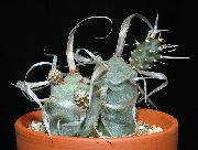 Tephrocactus baltas augalas