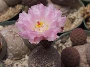 Tephrocactus rožinis augalas