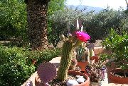 Trichocereus rose Plante