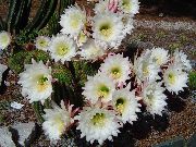 Trichocereus baltas augalas