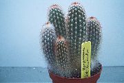 Haageocereus baltas augalas
