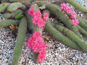 рожевий Домашні рослини Хагеоцереус (Haageocereus) фото
