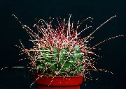 Хаматокактус Хаматокактус - Hamatocactus