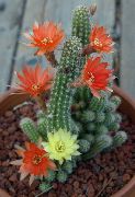 punane Toataimed Maapähkli Kaktus (Chamaecereus) foto