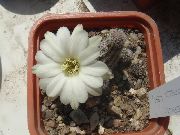 baltas Vidinis augalai Žemės Riešutų Kaktusas (Chamaecereus) nuotrauka