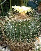 branco Plantas de interior Eriocactus  foto