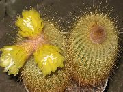 geltonas Vidinis augalai Eriocactus  nuotrauka