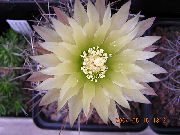 Eriosyce baltas augalas