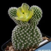 Cactusvijg geel Plant