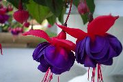 Fuchsia көк Гүл