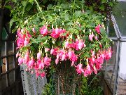rosa Zimmerpflanzen Fuchsie Blume (Fuchsia) foto
