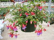 бузковий Домашні рослини Фуксія Квітка (Fuchsia) фото