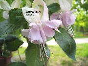 Fuchsia branco Flor