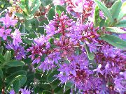 Хебе Хебе иволистная - Hebe salicifolia