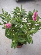 Хебе Хебе красивая - Hebe speciosa