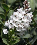 Хебе Хебе толстолистная - Hebe pinguifolia