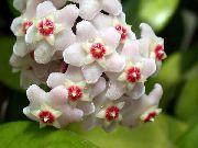 Hoya, Bridal Bouquet, Madagascar Jasmine, Wax Flower, Chaplet Flower, Floradora, Hawaiian Wedding Flower branco 