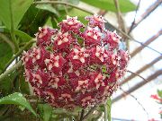 Hoya, Bridal Bouquet, Madagascar Jasmine, Wax Flower, Chaplet Flower, Floradora, Hawaiian Wedding Flower clarete 