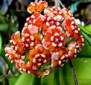 Hoya, Nuotakos Puokštė, Madagaskaras Jazminų, Vaškas Gėlė, Girlianda Gėlė, Floradora, Havajų Vestuvių Gėlių oranžinis žiedas