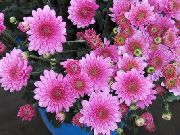 bándearg Plandaí faoi dhíon Florists Mháthair, Mháthair Pot Bláth (Chrysanthemum) grianghraf