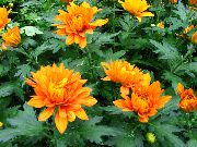 Chryzantema pomarańczowy Kwiat