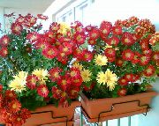 claret Plandaí faoi dhíon Florists Mháthair, Mháthair Pot Bláth (Chrysanthemum) grianghraf