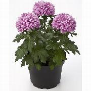 Floristen Mama, Mama Topf flieder Blume