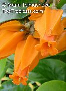 oranžs  Zelta Pirkstu Augs Zieds (Juanulloa aurantiaca, Juanulloa mexicana) foto