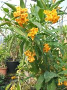 κίτρινος φυτά εσωτερικού χώρου Cestrum λουλούδι  φωτογραφία