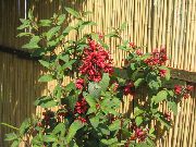 κόκκινος φυτά εσωτερικού χώρου Cestrum λουλούδι  φωτογραφία