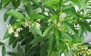 Цеструм Цеструм ночной - Cestrum nocturnum