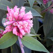 ροζ φυτά εσωτερικού χώρου Cestrum λουλούδι  φωτογραφία