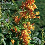 Цеструм Cestrum 'Orange Peel'