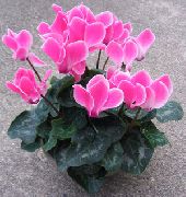 Perzisch Violet roze Bloem