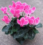 Цикламен Цикламен - Cyclamen
