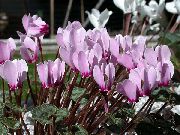 lilas Plantes d'intérieur Le Violet Persan Fleur (Cyclamen) photo